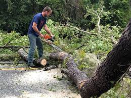  Wolverine Lake, MI Tree Care Pros